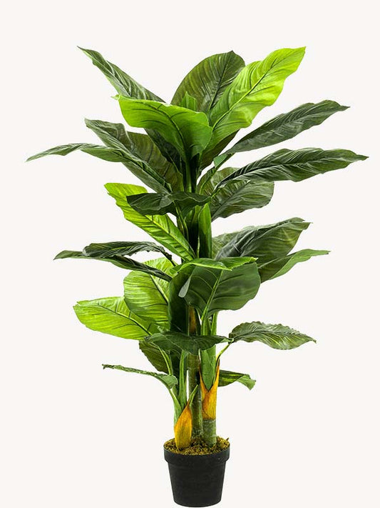 Spathiphyllum