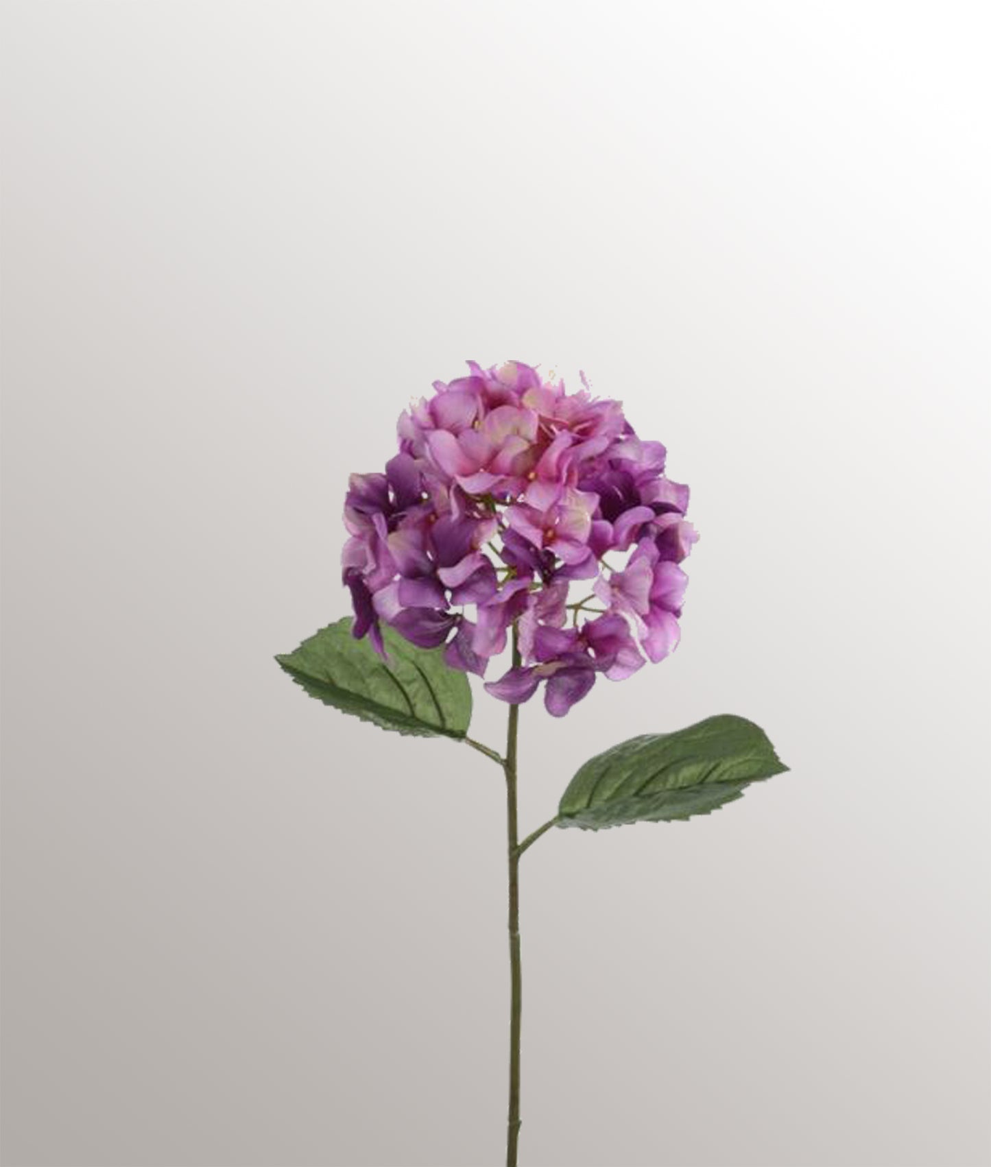 Hortensia lilas