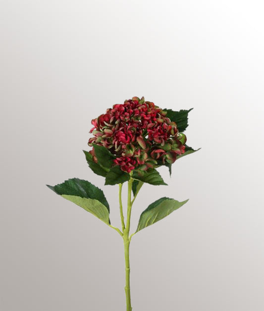 Hortensia Rood groen